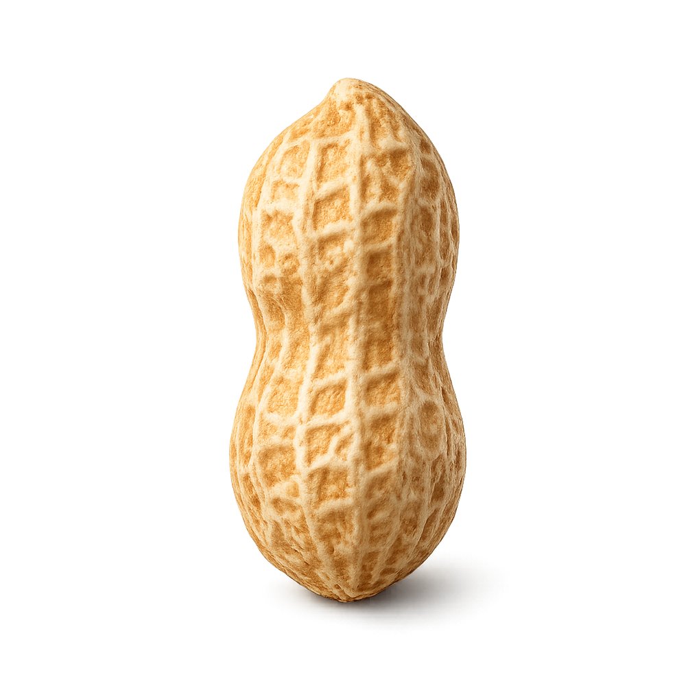 Ξηροί Καρποί